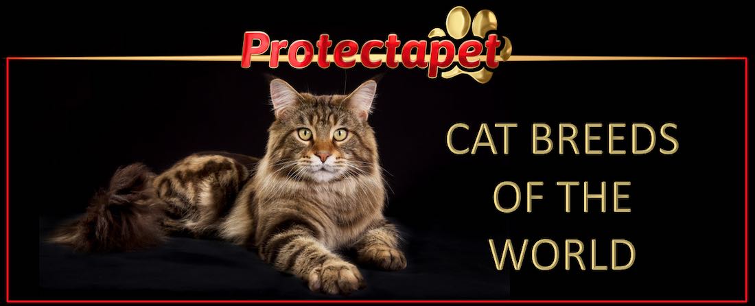 A fluffy tiger cat promoting the cat breeds of the world page on Protectapet Spain.
